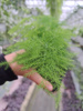 ASPARAGUS PLUMOSUS P6