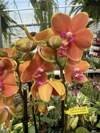 PHALENOPSIS PAPRIKA P12