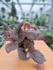 EPISCIA BRĄZOWA P6