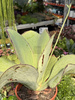 KALANCHOE SYNSEPALA P17