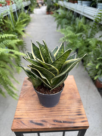 SANSEVIERIA HAHNII P9