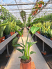 STRELITZIA NICOLAI P15