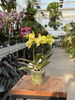 PHALENOPSIS YELLOW VAYENNE P7
