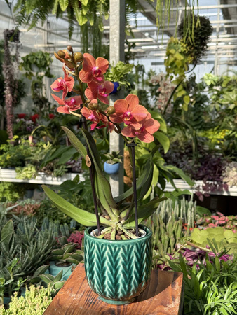 PHALENOPSIS ANTHURA BOLZANO P9