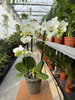 PHALENOPSIS MULTIFLORA TYPES STARRION P12