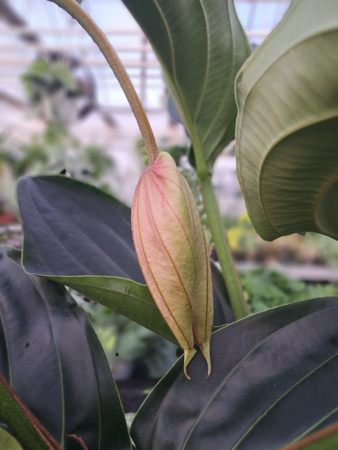 MEDINILLA MAGNIFICATA P17