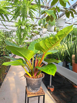 PHILODENDRON  MELINONII P24