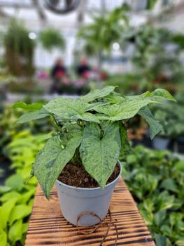 SYNGONIUM MOTTLED P13