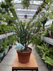 EUPHORBIA PHOSPHOREA P15