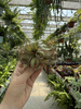 TILLANDSIA STREPTOPHYLLA P8