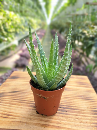 ALOE HUMILIS P5,5