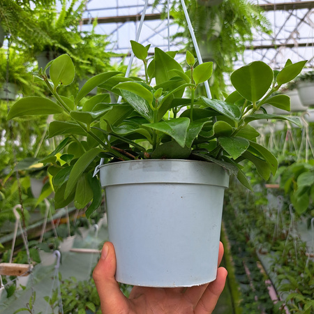 ESZYNANTUS MONA LISA P13