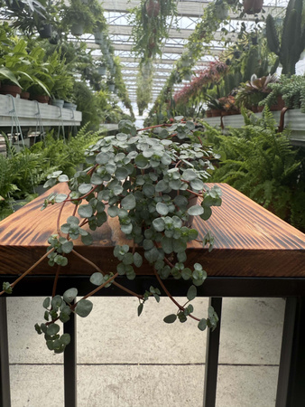 PILEA GLAUCA P6
