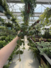 PEPEROMIA HOPE P9
