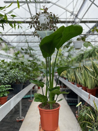 STRELITZIA NICOLAI P24