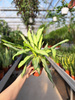 AGLAONEMA ZEBRA P12