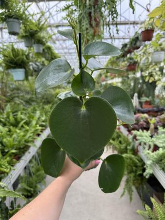 PEPEROMIA RAINDROP P11
