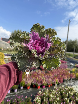 KAPUSTA OZDOBNA CIEMNA Z FIOLETOWYM ŚRODKIEM P11