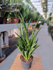 SANSEVIERIA LILLIPUT P9