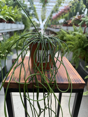 RHIPSALIS HEIDELBERG P11