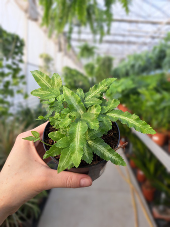 PAPROĆ PTERIS ALBOLINEATA P9