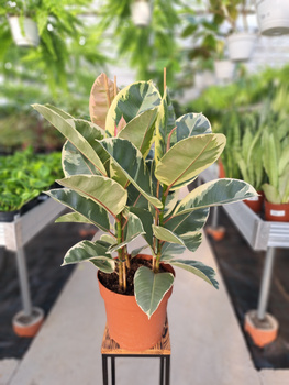 FICUS ELASTICA TINAKE P24