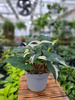 SYNGONIUM ALBO VARIEGATA P13