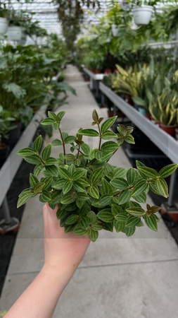PEPEROMIA ANGULATA P12