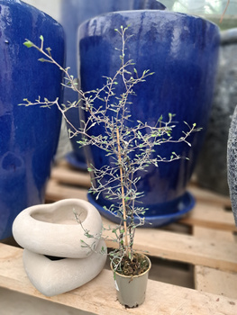 COROCIA COTONOASTER P6