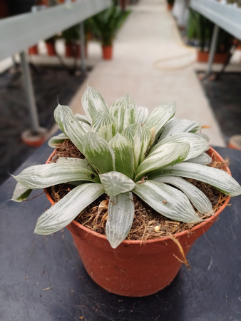HAWORTHIA CYMBIFORMIS P10,5