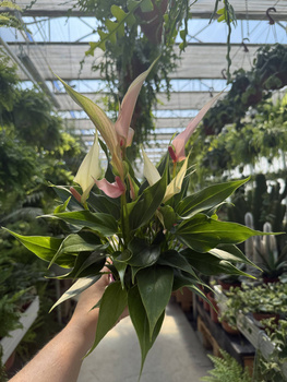 ANTHURIUM LILI PINK P9
