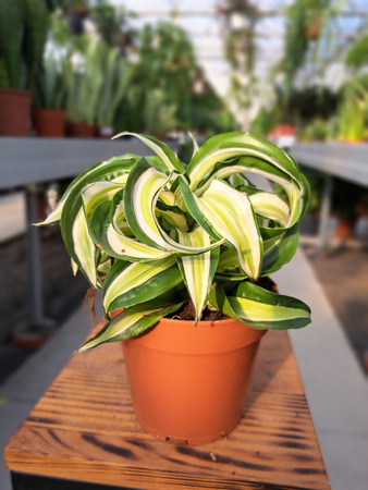 DRACENA MALAIKA P12