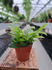 EPIPHYLLUM CHRYSOCARDIUM P12