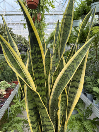 SANSEVIERIA LAURENTII P24