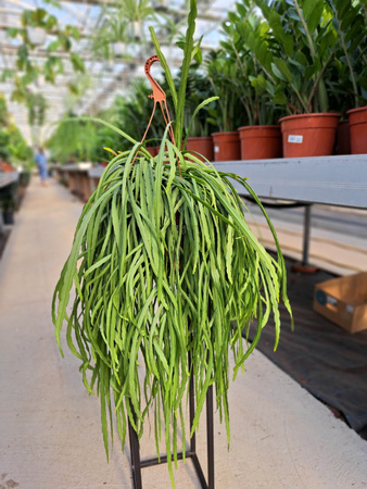 LEPISMIUM BOLIVIANUM P21