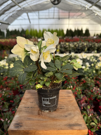 CIEMIERNIK CHRISTMAS CAROL P9