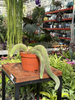 CACTUS HILDEWINTERA P11