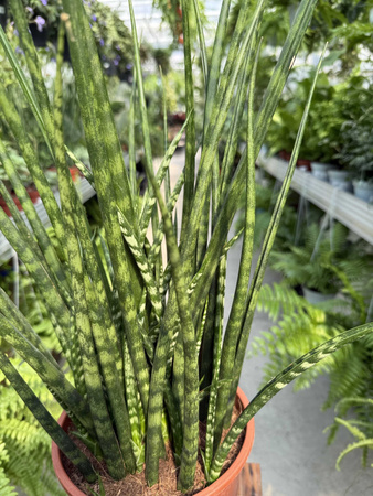 SANSEVIERIA FERNWOOD MIKADO P19