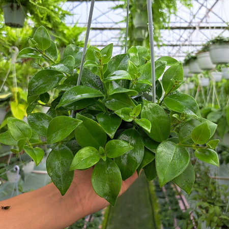 ESZYNANTUS MONA LISA P13