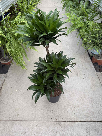 DRACENA COMPACTA P21