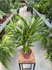 DYPSIS P12