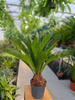 CYCAS P14