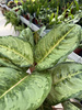 AGLAONEMA CORN SILK P19