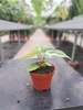 ANTHURIUM SILVER BLUSH P6