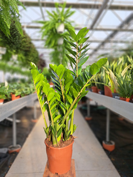 ZAMIOCULCAS ZAMIFOLIA P21