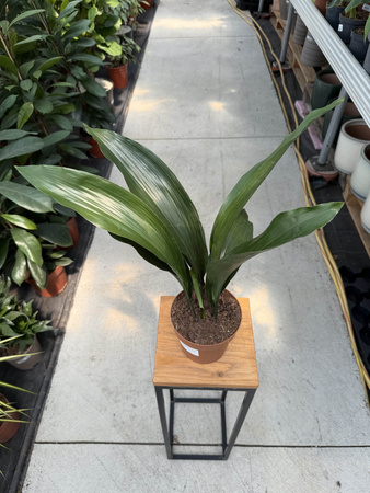 ASPIDISTRA ELIATOR P14