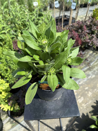 RUDBECKIA SUMMERDAISY'S GOLDEN TOFFEE C3