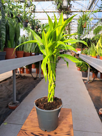 DRACENA SANDERIANA PLECIONA ŻÓŁTA P12