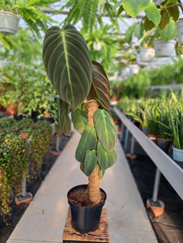 PHILODENDRON GIGAS P17