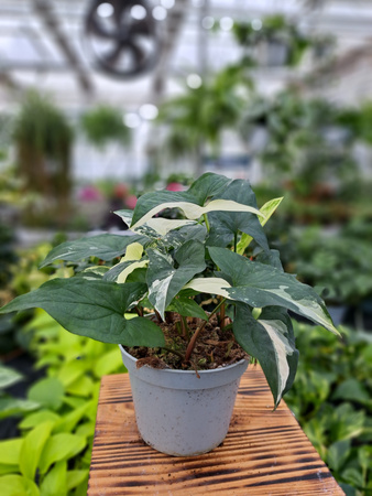 SYNGONIUM ALBO VARIEGATA P13